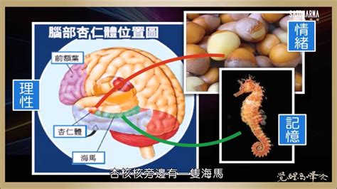 海馬迴|【大腦S01E07】科學史上被研究最透徹的一顆人腦 H.